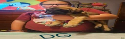 English Mastiff dogs for sale: English Mastiff 8 - Ad 4