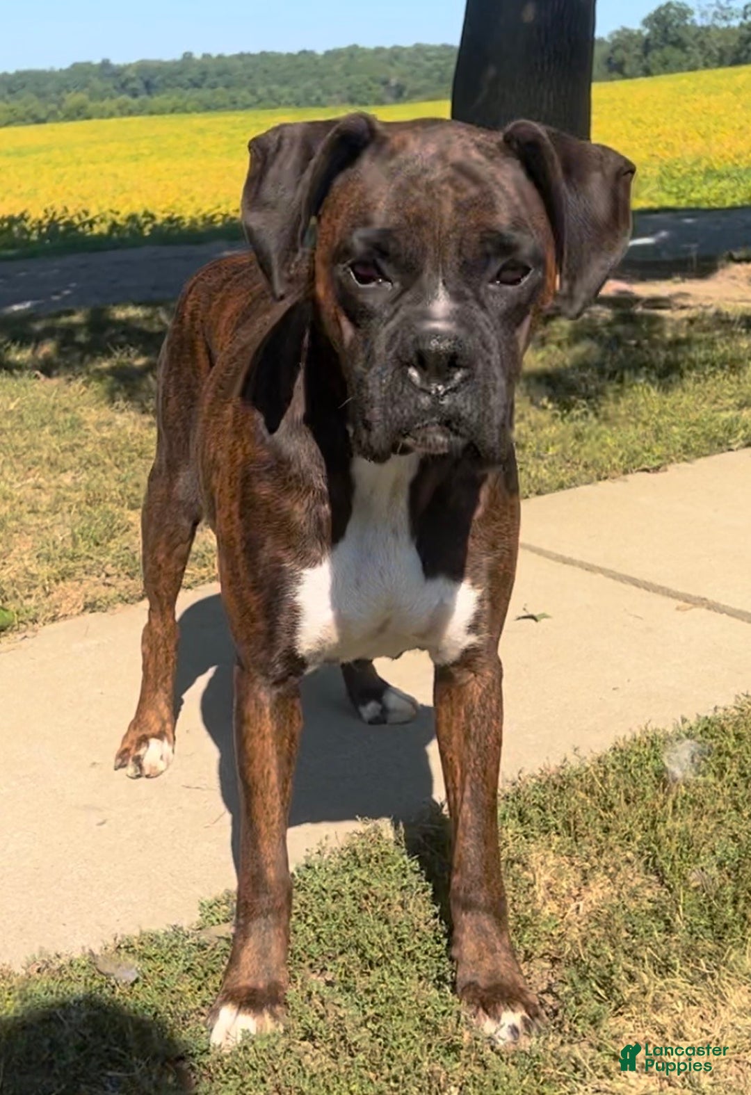 Brindle Boxer Mix Akc Boxer Breeders Boxer Litter Of Puppies For