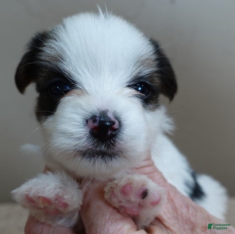 Yorkshire Terrier dogs Tansy 1 lb 3 ozs - Ad 14