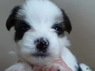 Yorkshire Terrier dogs Tansy 1 lb 3 ozs - Ad 14