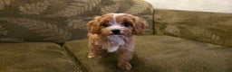 Cavapoo dogs for sale: Wren - Ad 20