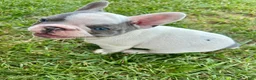 French Bulldog dogs for sale: Ron - Ad 7