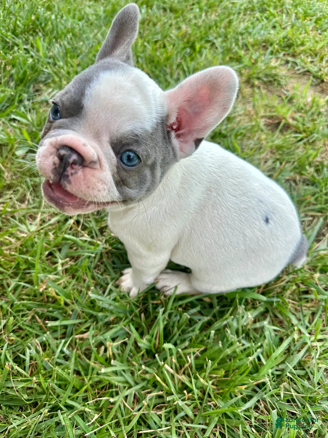 French Bulldog dogs for sale: Ron - Ad 7