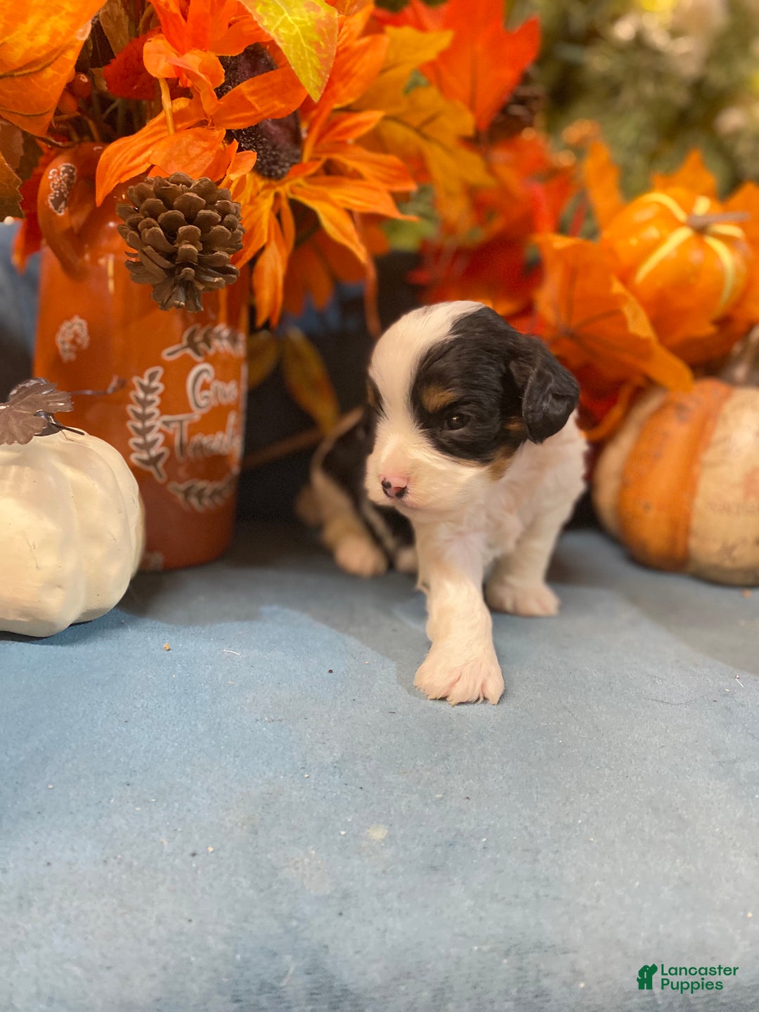 Cavapoo dogs for sale: Cavapoo Puppy 1 - Ad 3