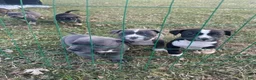 American Pit Bull Terrier dogs for sale: American Pit Bull Terrier 1 - Ad 2