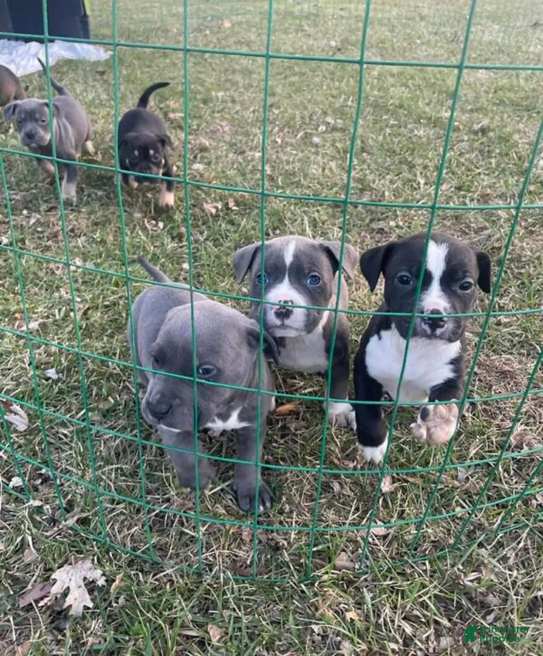 American Pit Bull Terrier dogs for sale: American Pit Bull Terrier 1 - Ad 2