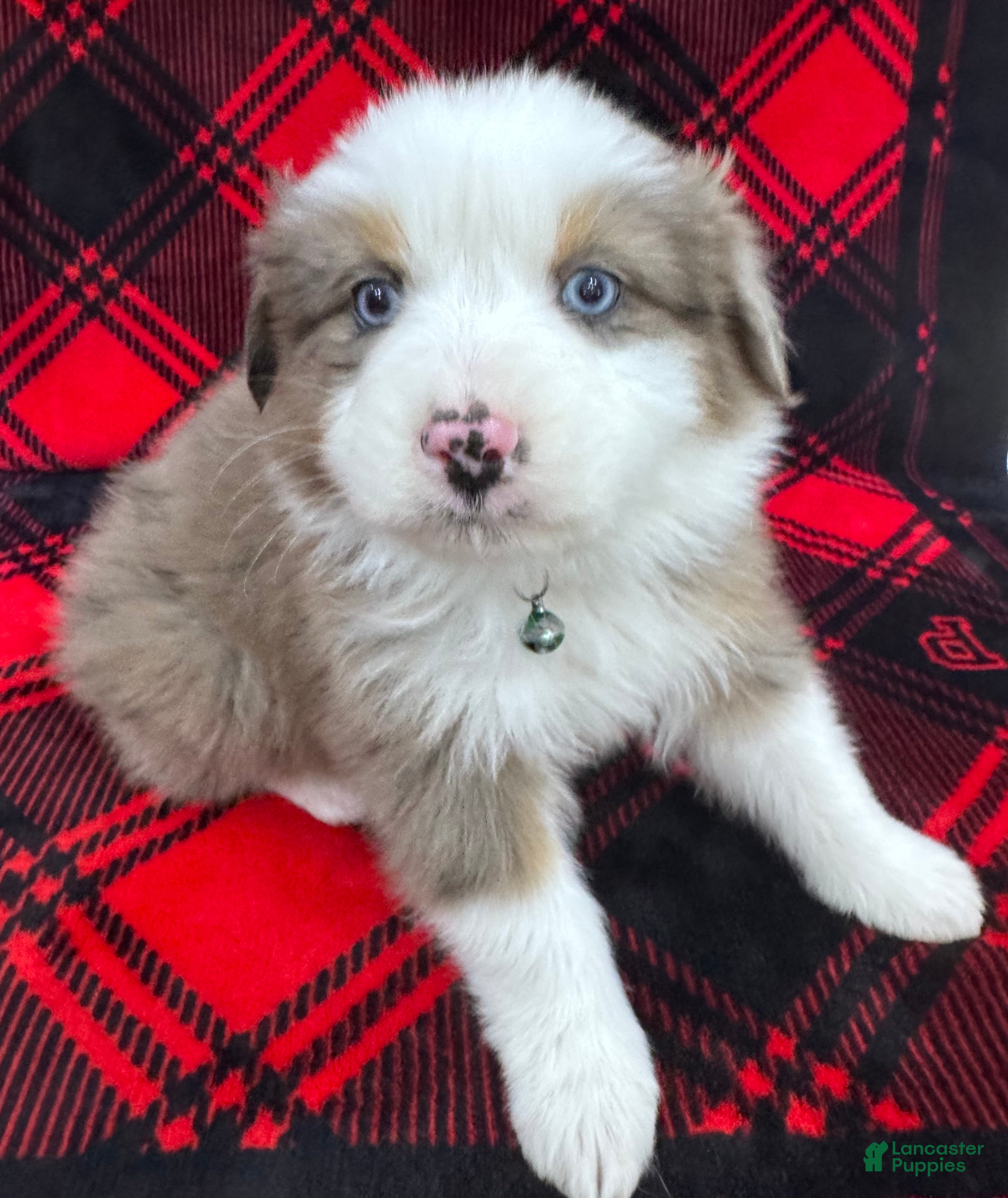 Australian Shepherd dogs Standard Australian Shepherd Puppy - Hunter Green Collar - Ad 2