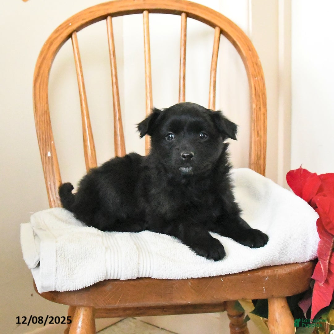 Pomapoo dogs for sale: Shadow - Ad 2