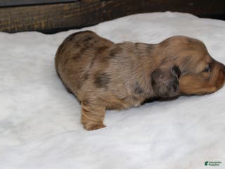 Dachshund dogs Aiden - Ad 1