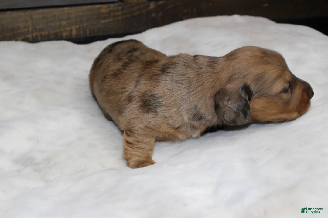 Dachshund dogs for sale: Abby - Ad 8