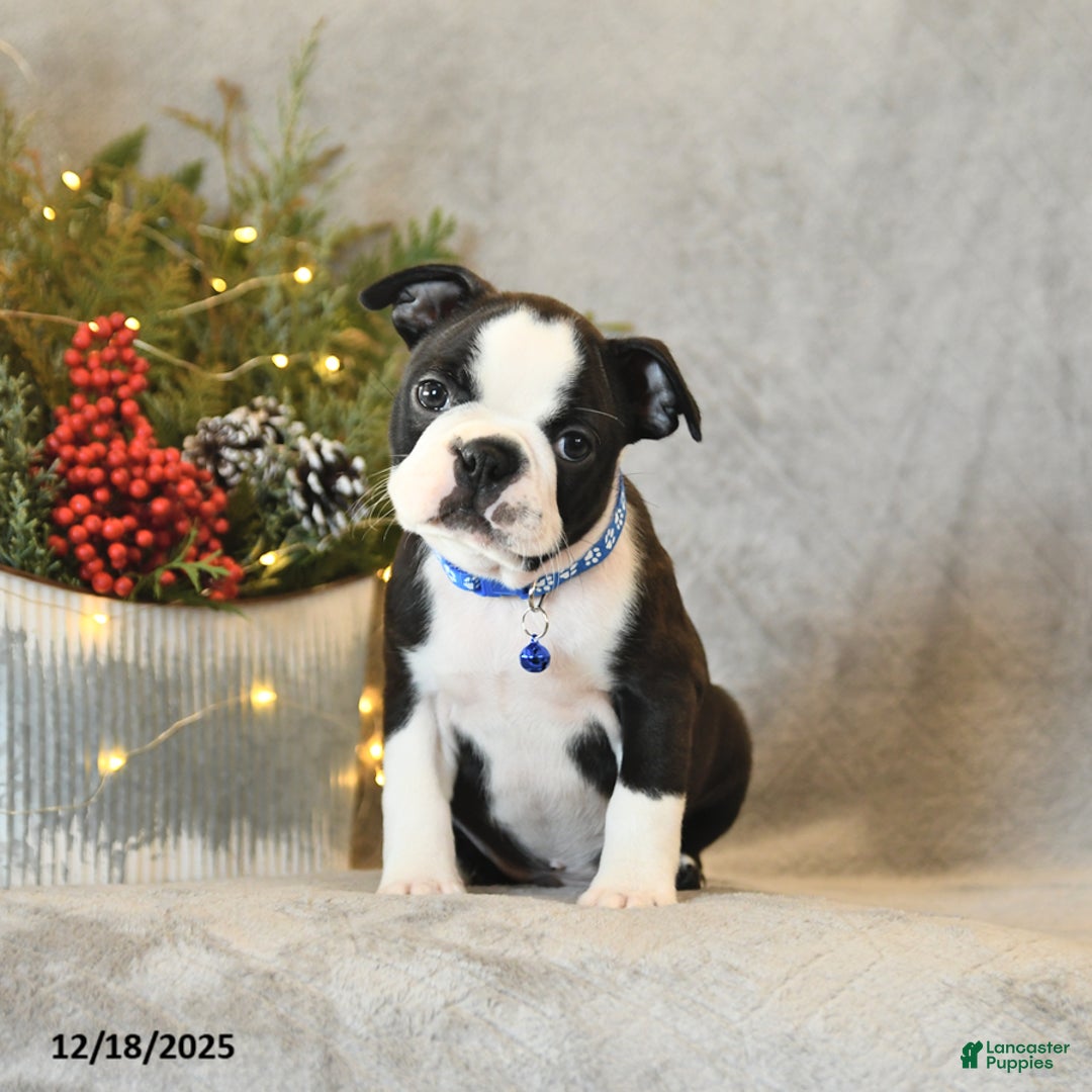 Boston Terrier dogs for sale: Scout - Ad 2