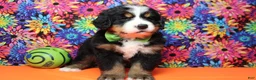 Bernese Mountain Dog dogs for sale: Heim  - Ad 6