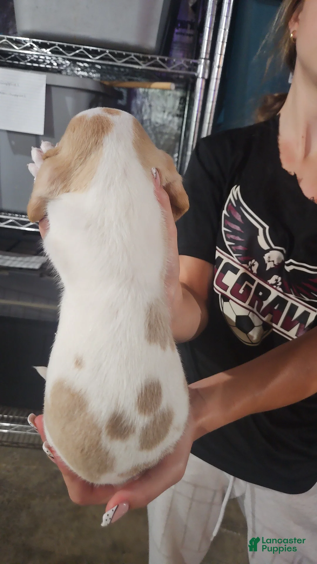Basset Hound dogs for sale: Clover - Ad 2