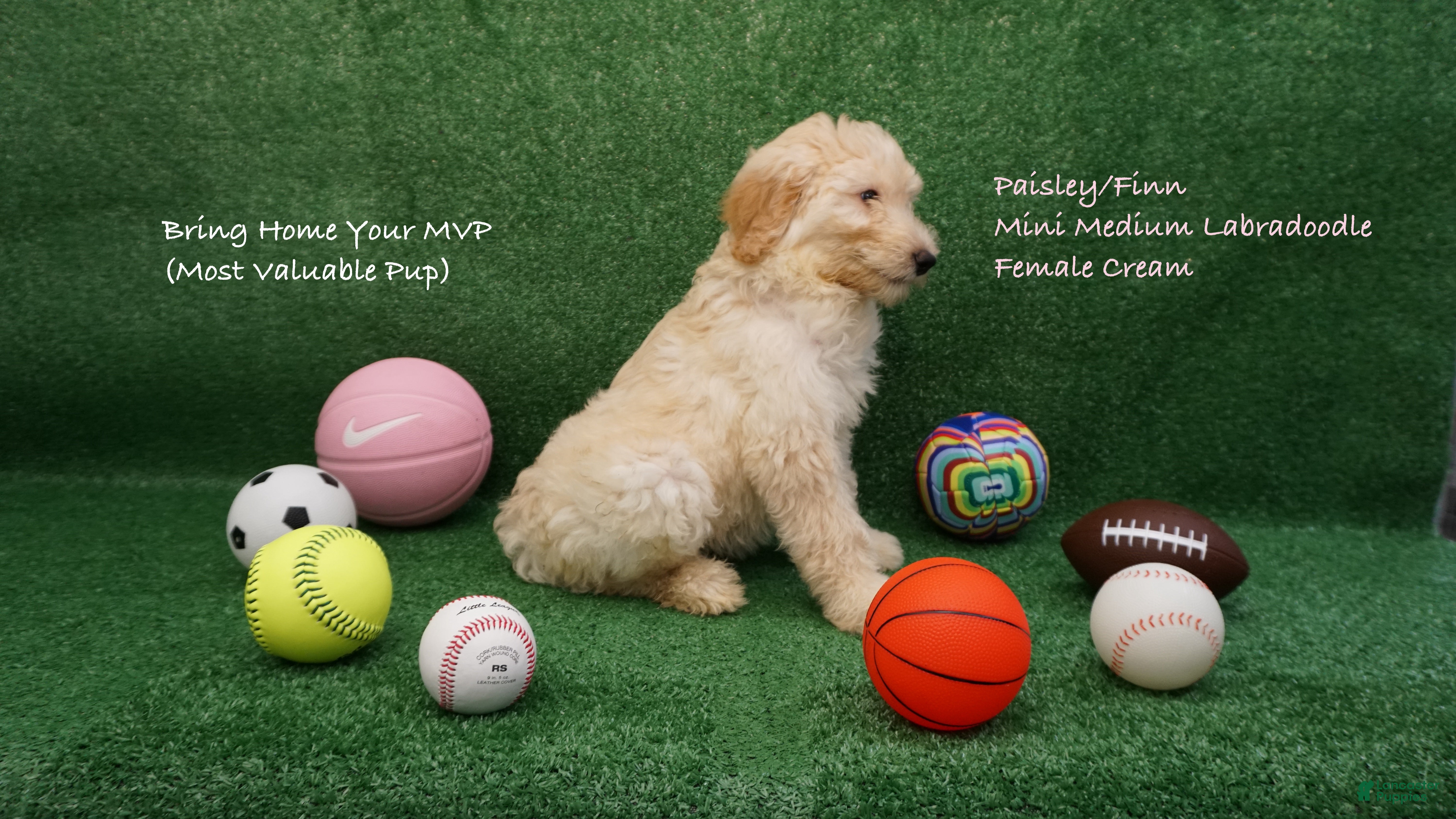 Labradoodle dogs PF Female - Ad 2