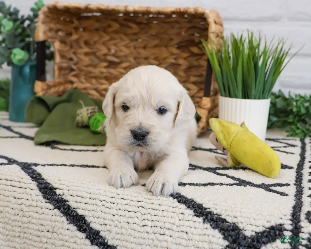 Golden Retriever dogs for sale: Texas - Ad 2