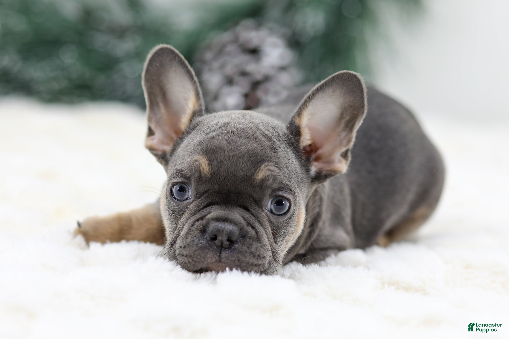French Bulldog dogs Indie - Ad 32