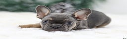 French Bulldog dogs for sale: Indie - Ad 1