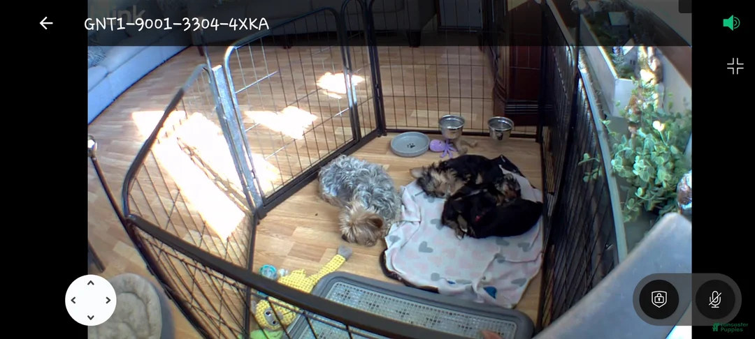 Yorkshire Terrier dogs for sale: Yorkshire Terrier Puppy 3 - Ad 8