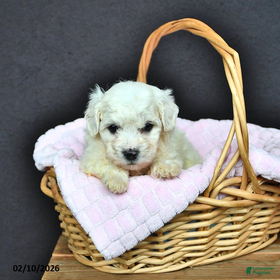 Bichon Frise dogs Lady - Ad 7