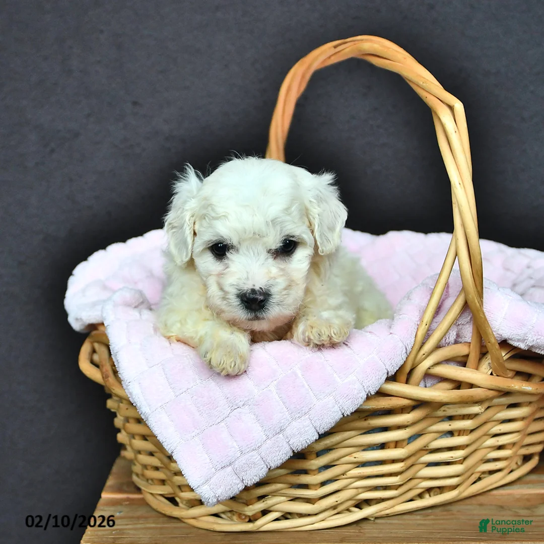 Bichon Frise dogs for sale: Lady - Ad 1