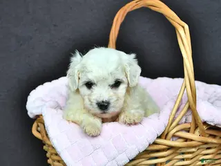 Bichon Frise dogs Lady - Ad 7