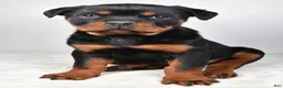 Rottweiler dogs for sale: Patsy - Ad 4