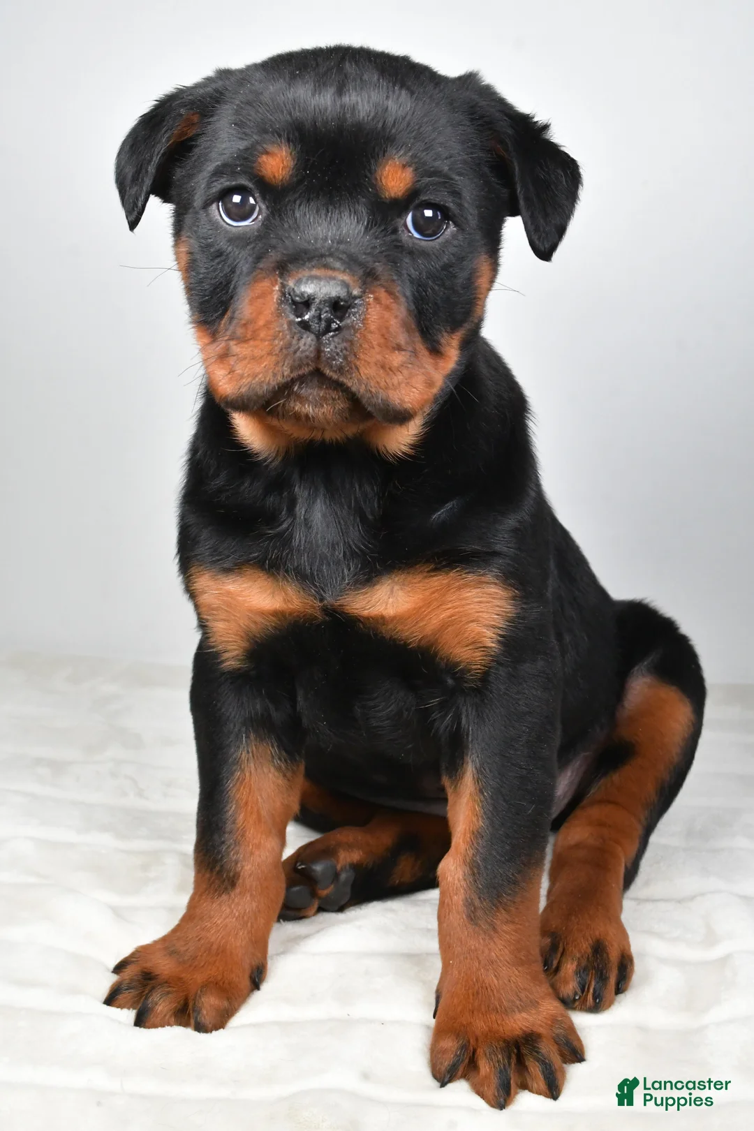 Rottweiler dogs for sale: Patsy - Ad 4