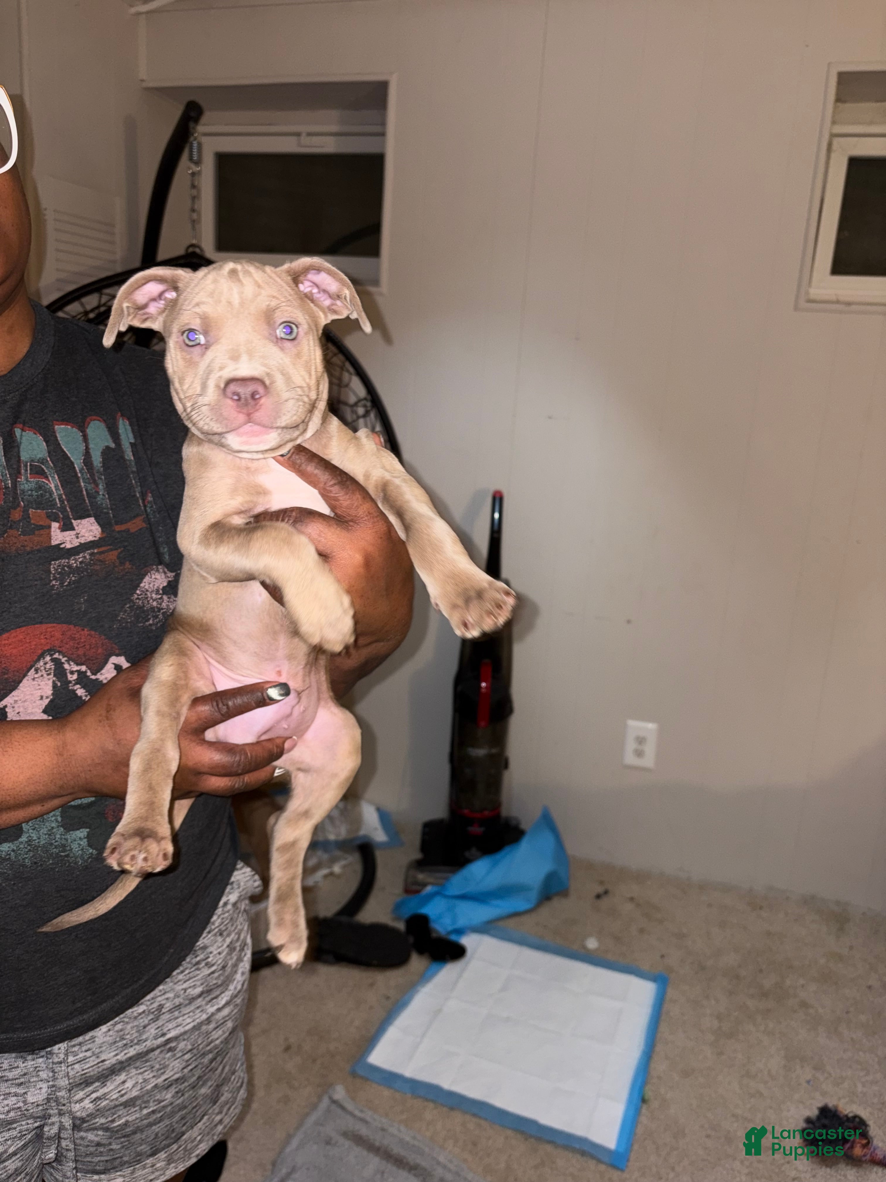 Staffordshire Bull Terrier dogs Staffordshire Bull Terrier Puppy 5 - Ad 2