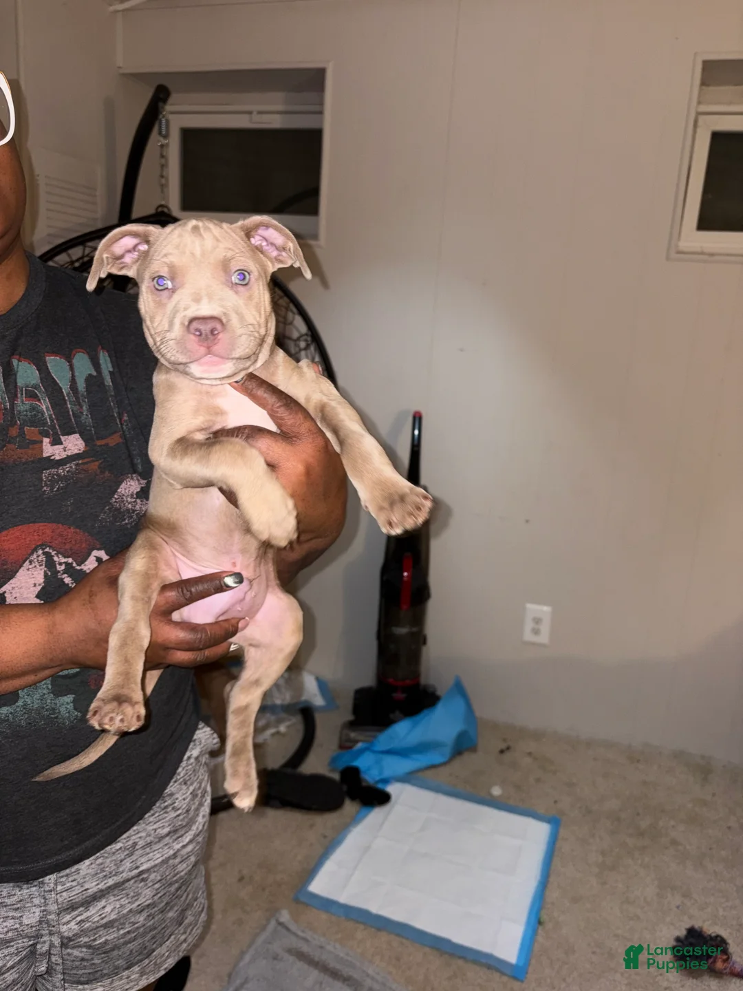 Staffordshire Bull Terrier dogs for sale: Staffordshire Bull Terrier Puppy 5 - Ad 2