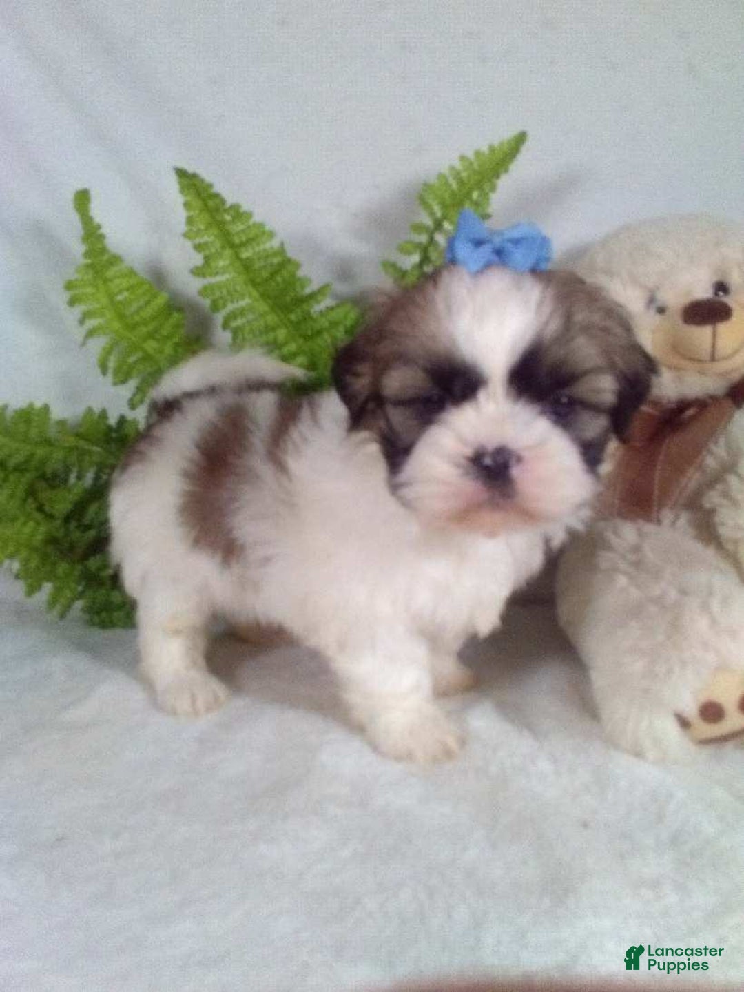 Shih Tzu dogs for sale: Candy - Ad 5