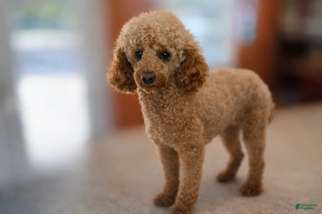 Miniature Poodle dogs for sale: Rowan - Ad 3