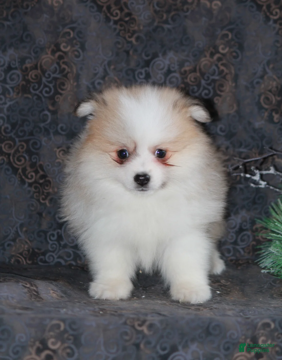 Pomeranian dogs for sale: Parker - Ad 6