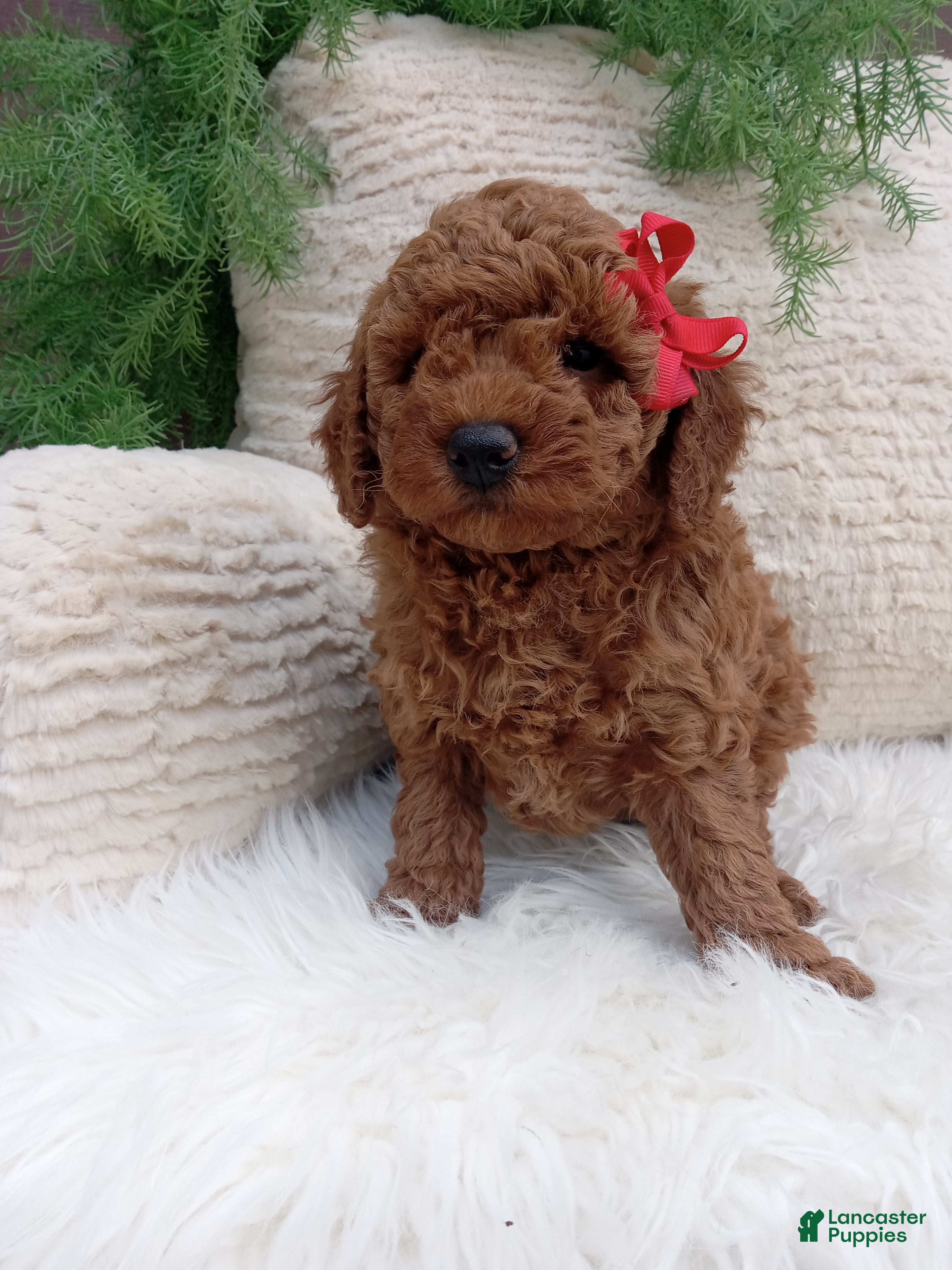 Miniature Poodle dogs Banks - Ad 1