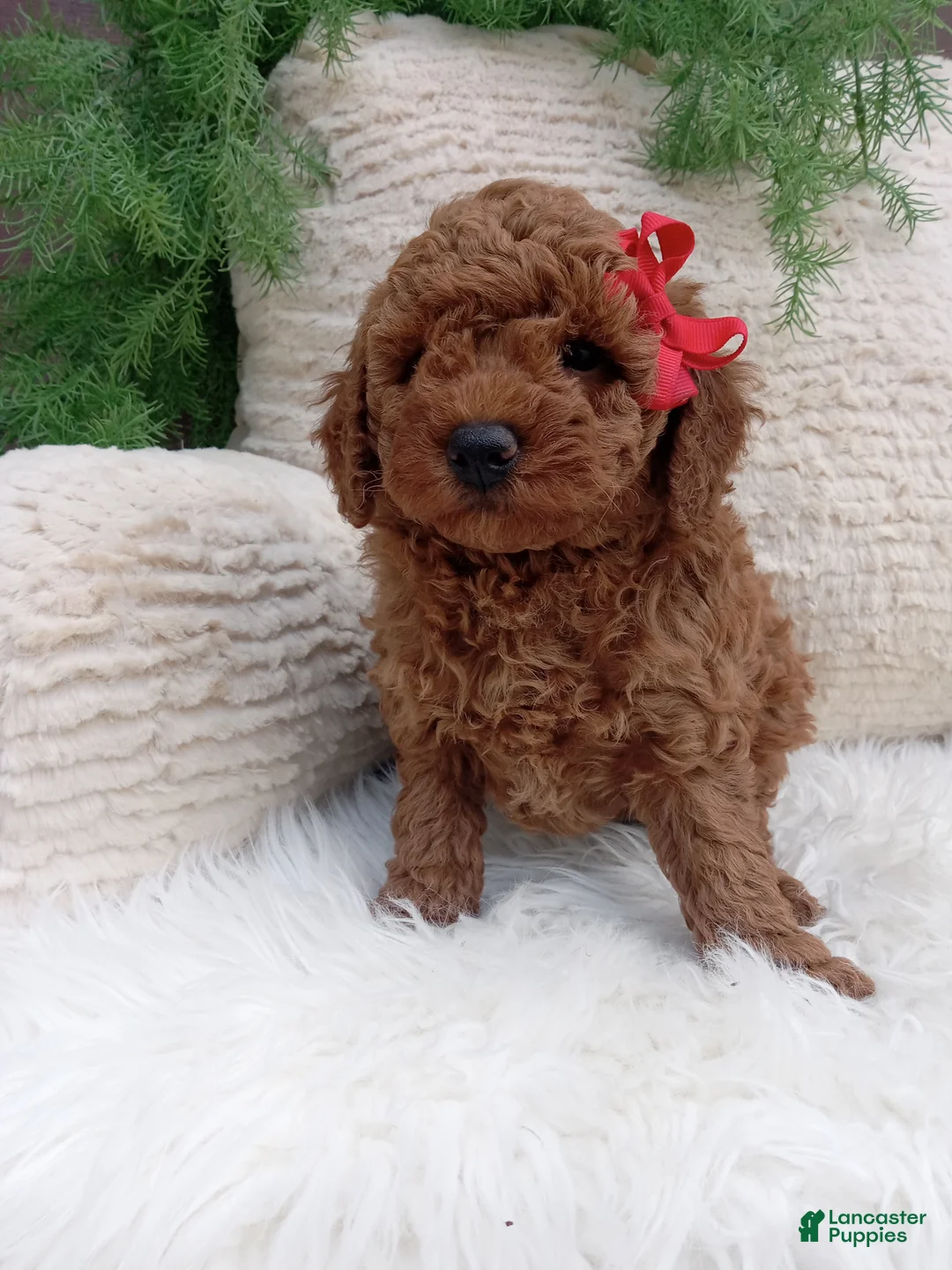 Miniature Poodle dogs for sale: Banks - Ad 1