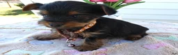 Yorkshire Terrier dogs for sale: Yorkshire Terrier Puppy 2 Toby - Ad 3