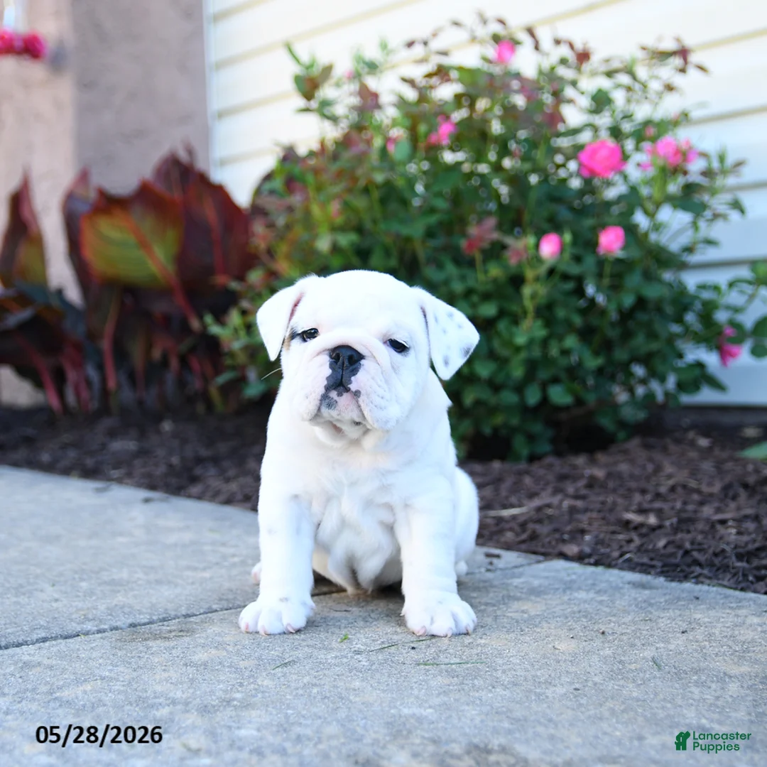 English Bulldog dogs for sale: Paisley - Ad 1