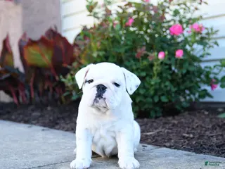 English Bulldog dogs for sale: Paisley - Ad 3