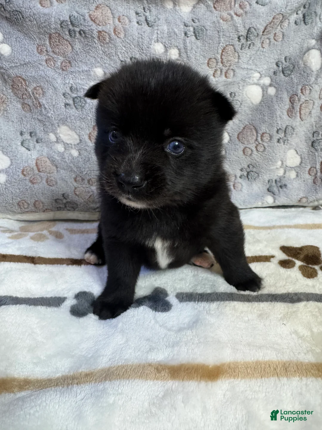 Pomsky dogs for sale: D2  - Ad 1