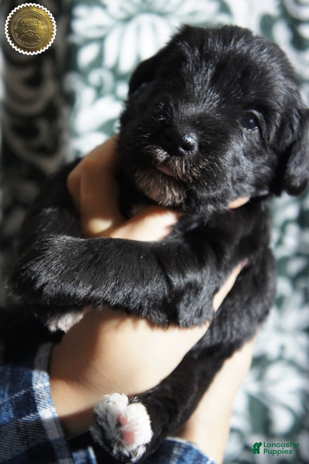 Miniature Schnauzer dogs for sale: DOTTIE - Ad 2