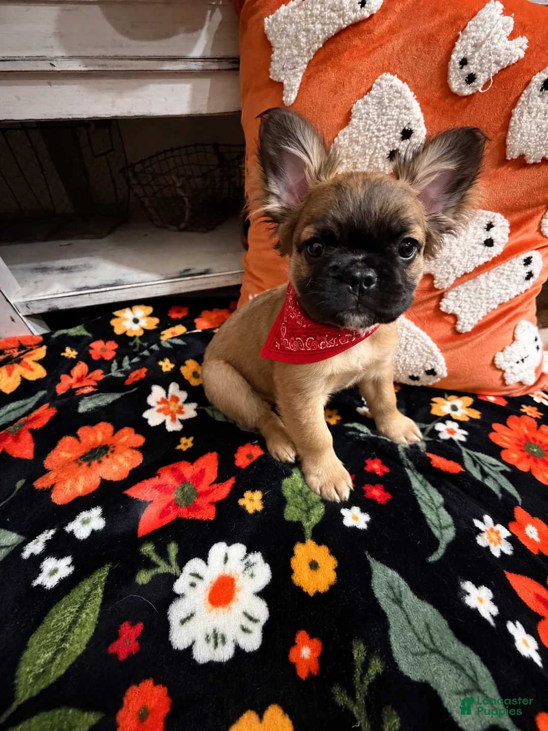 French Bulldog dogs for sale: French Bulldog 4 - Ad 1