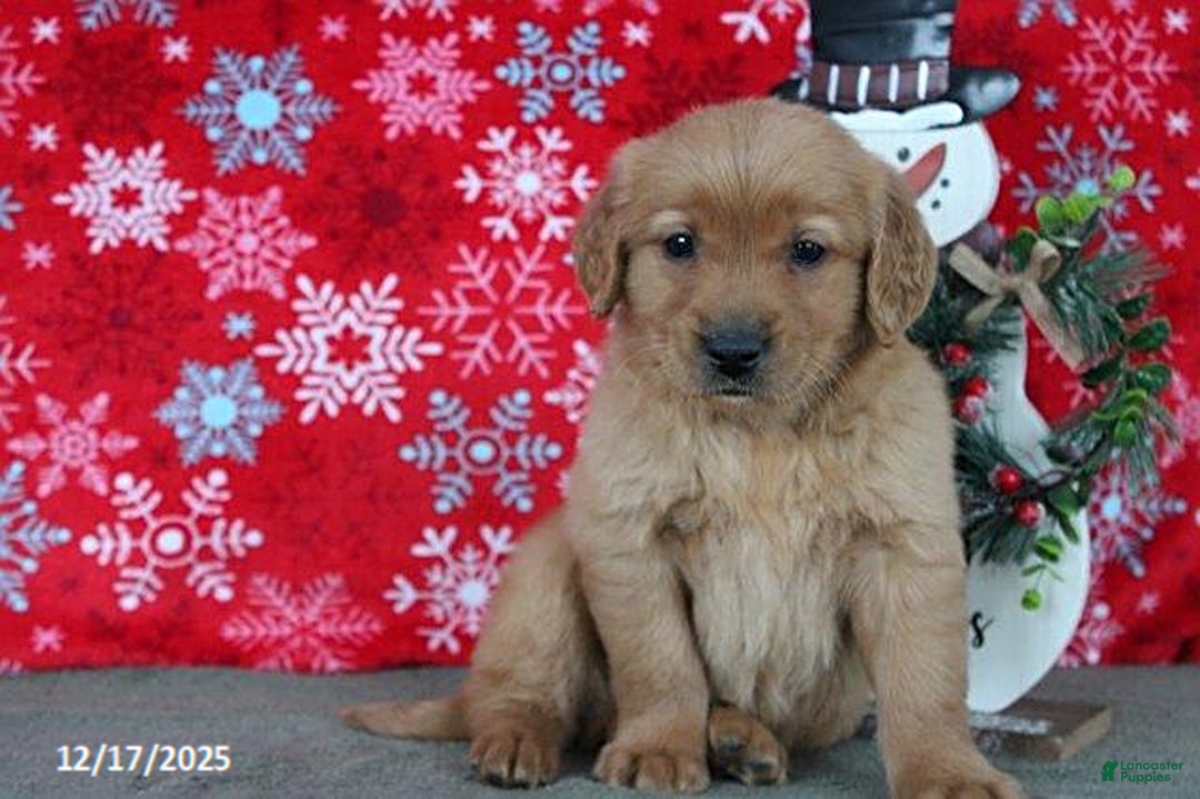 Golden Retriever dogs for sale: Blitz  - Ad 5