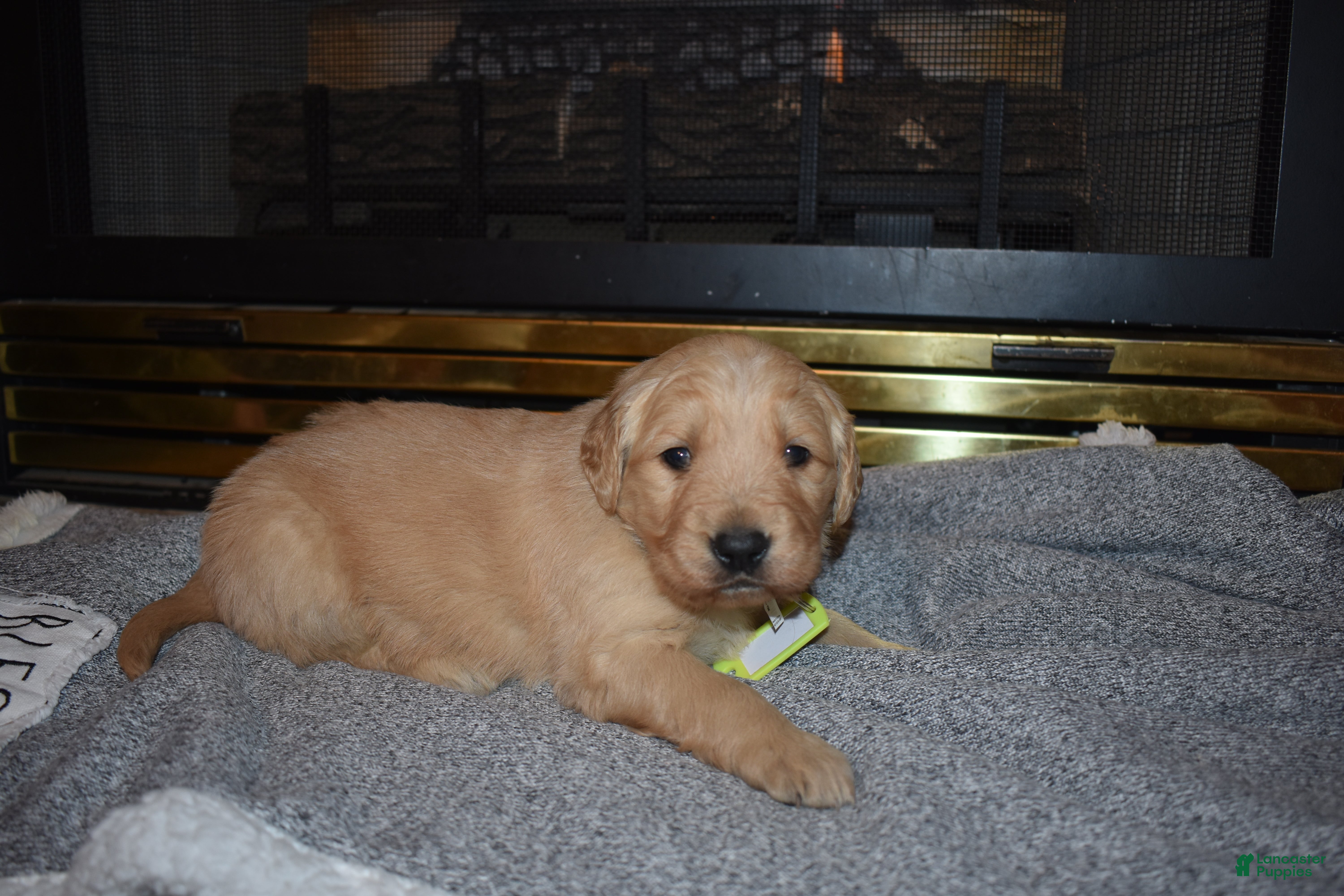 Golden Retriever dogs Misty - Ad 13