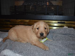 Golden Retriever dogs Misty - Ad 13