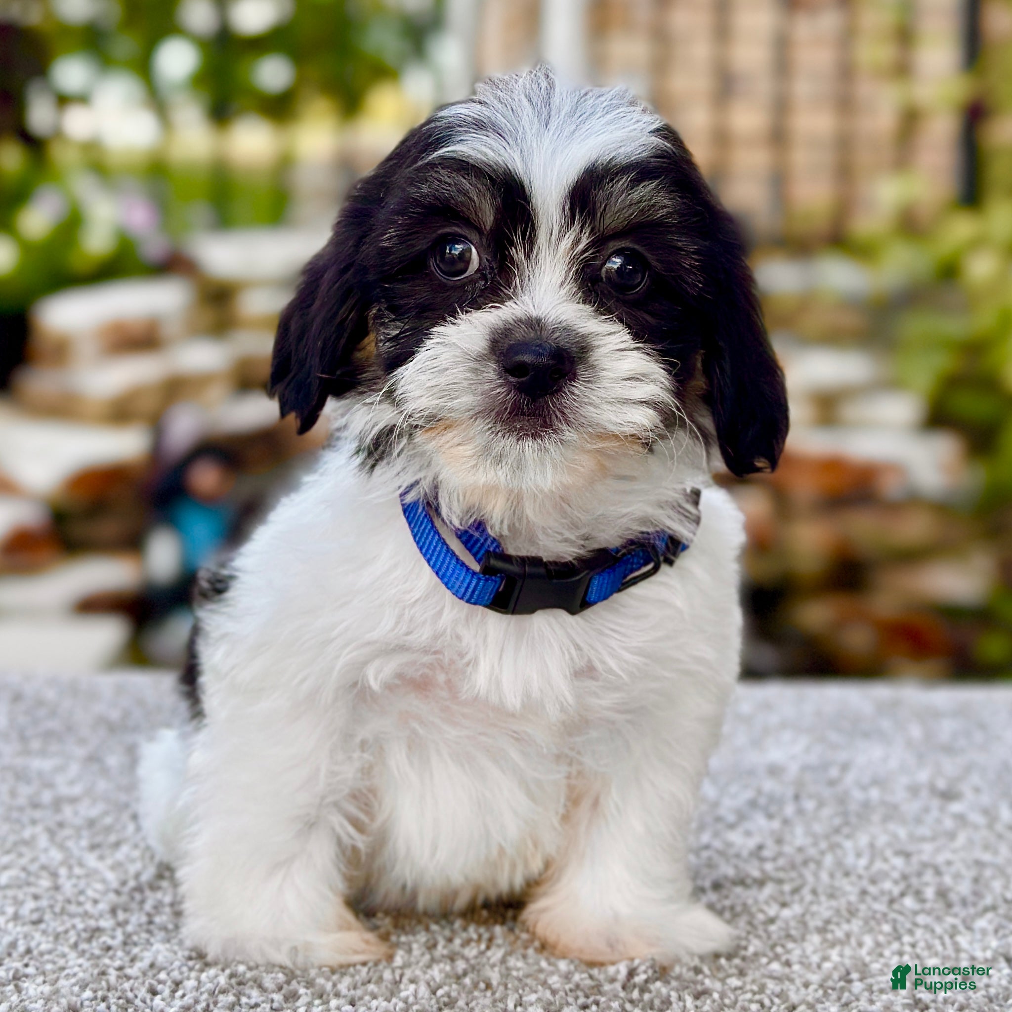 Dog Breed Baby Shih Tzu Black Shih Tzus Puppies And Dogs For Sale