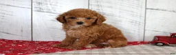 Toy Poodle dogs for sale: Bridget - Ad 4