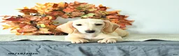 Miniature Dachshund dogs for sale: Max - Ad 3