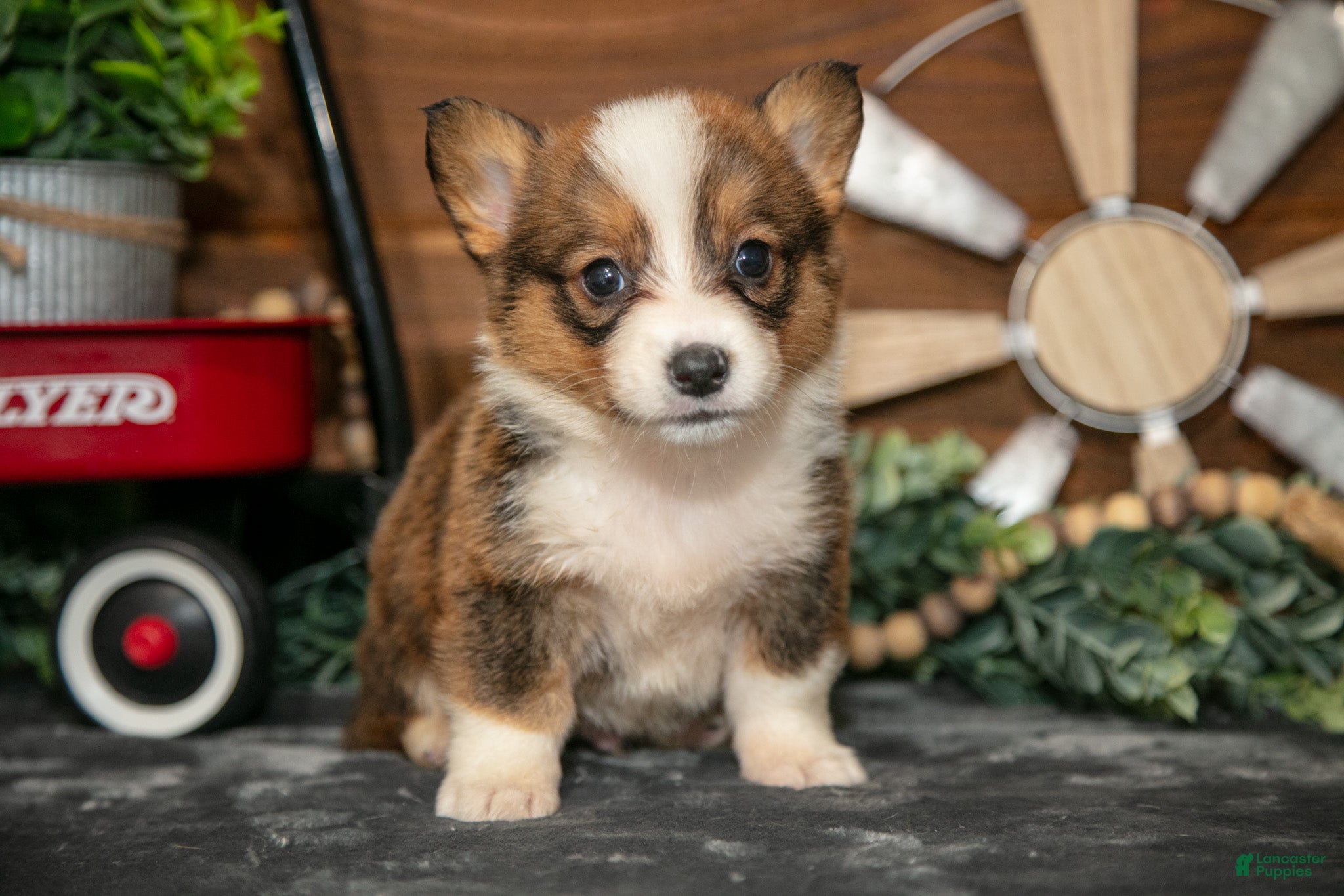 Welsh Corgi Pembroke dogs Bear Bear - Ad 1