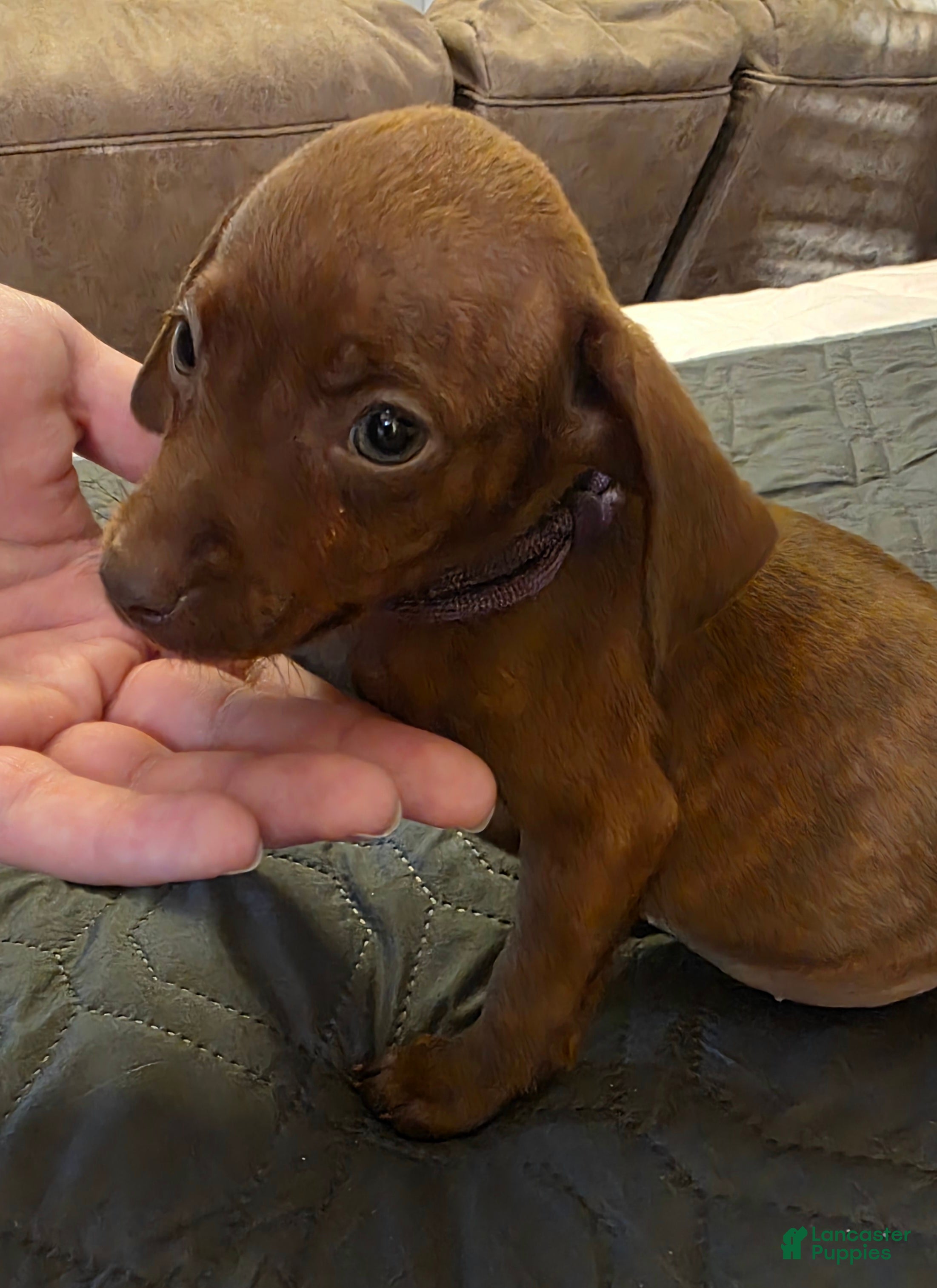 Miniature Pinscher dogs for sale: J-purple  - Ad 1