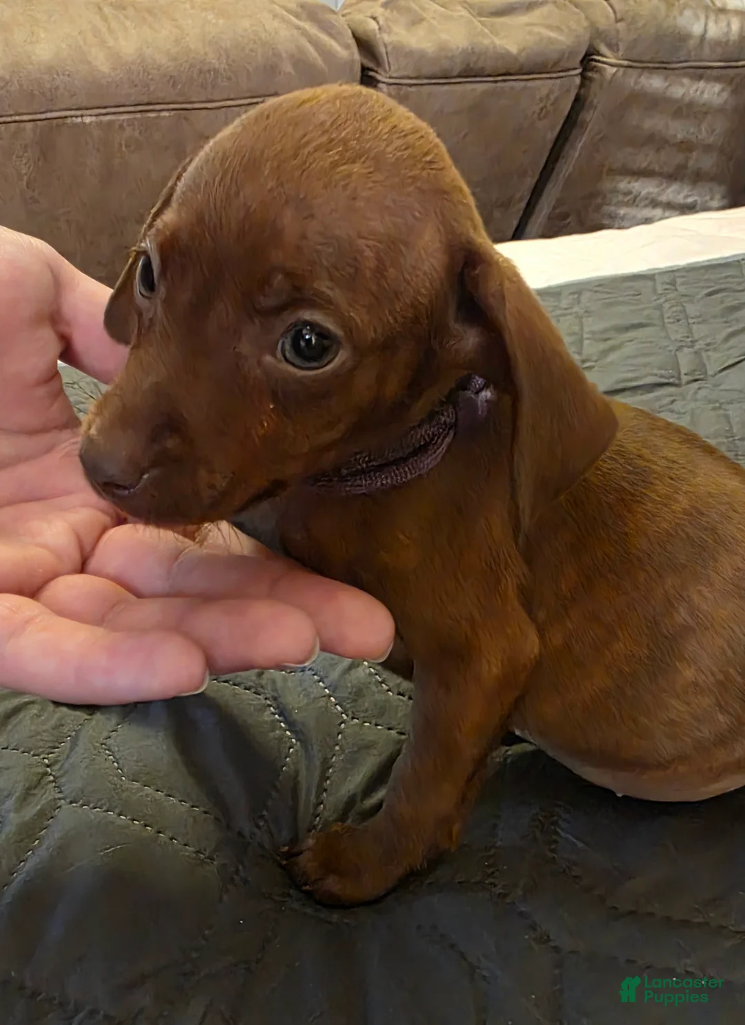 Miniature Pinscher dogs for sale: J-purple  - Ad 1