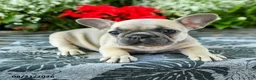 French Bulldog dogs for sale: Carly - Ad 3